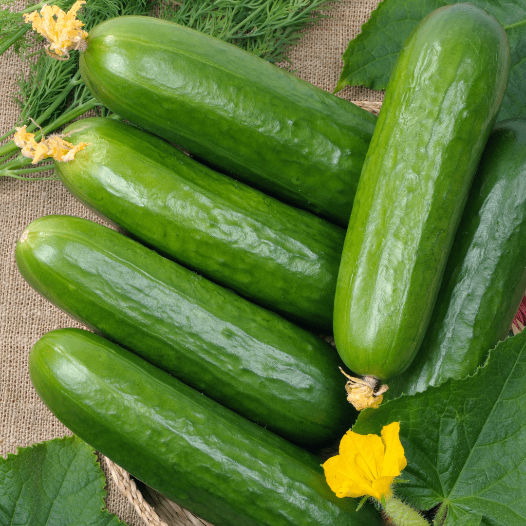 Persian/Lebanese Cucumber