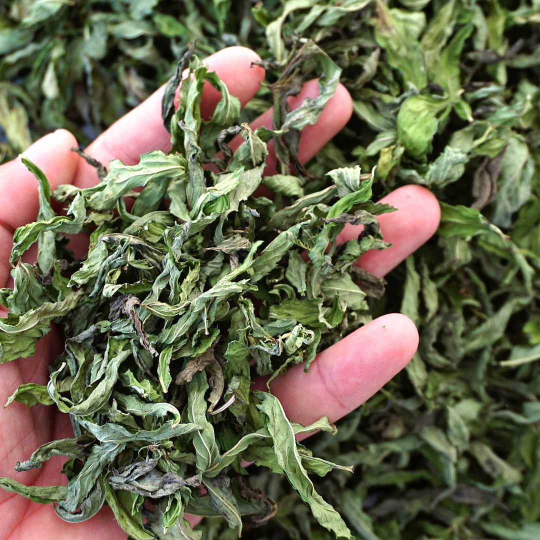 Dry Mint. Stock Image @Canva