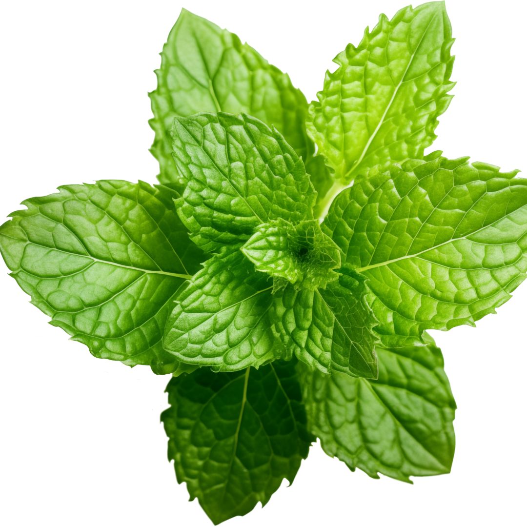 Mint Leaves