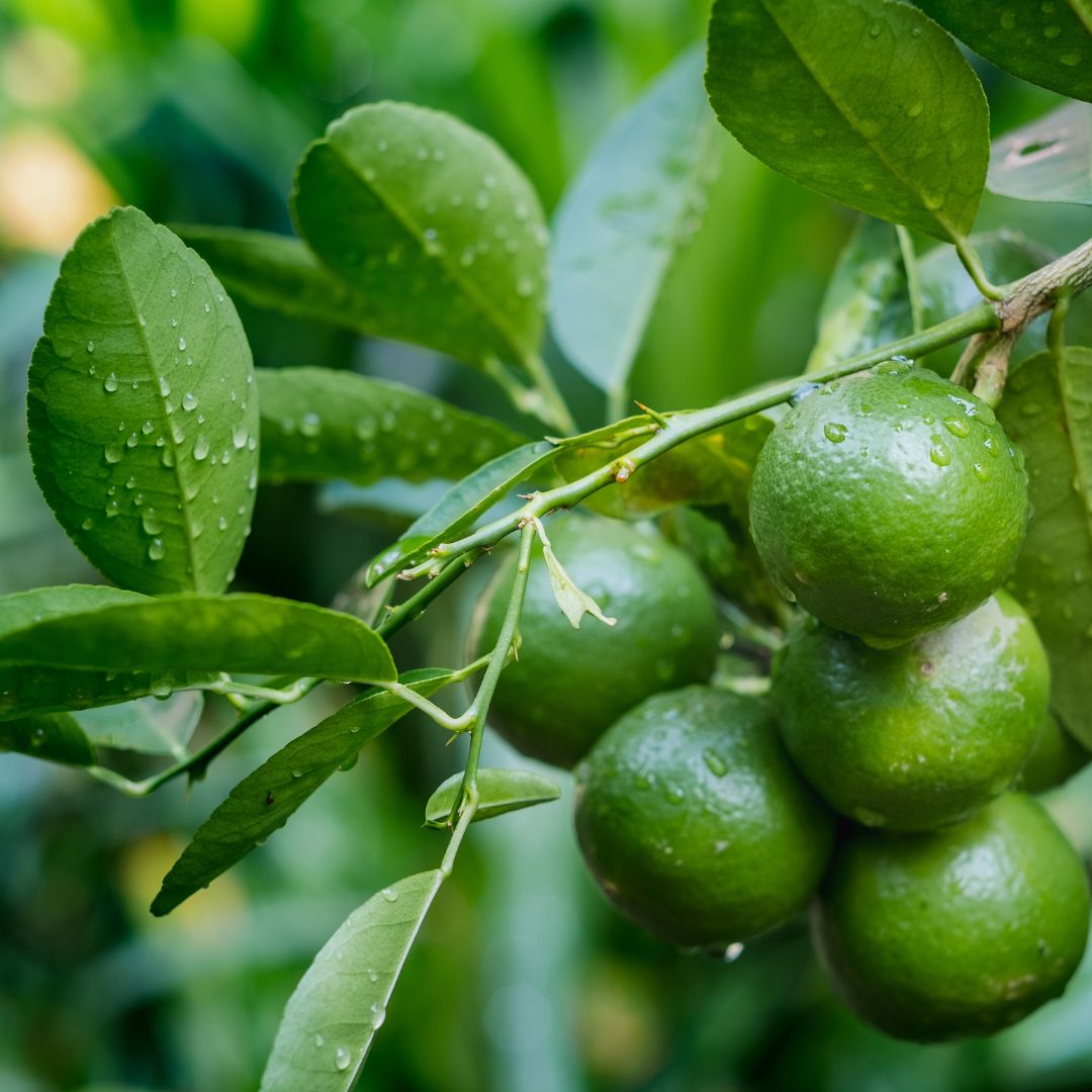 Egyptian Lime