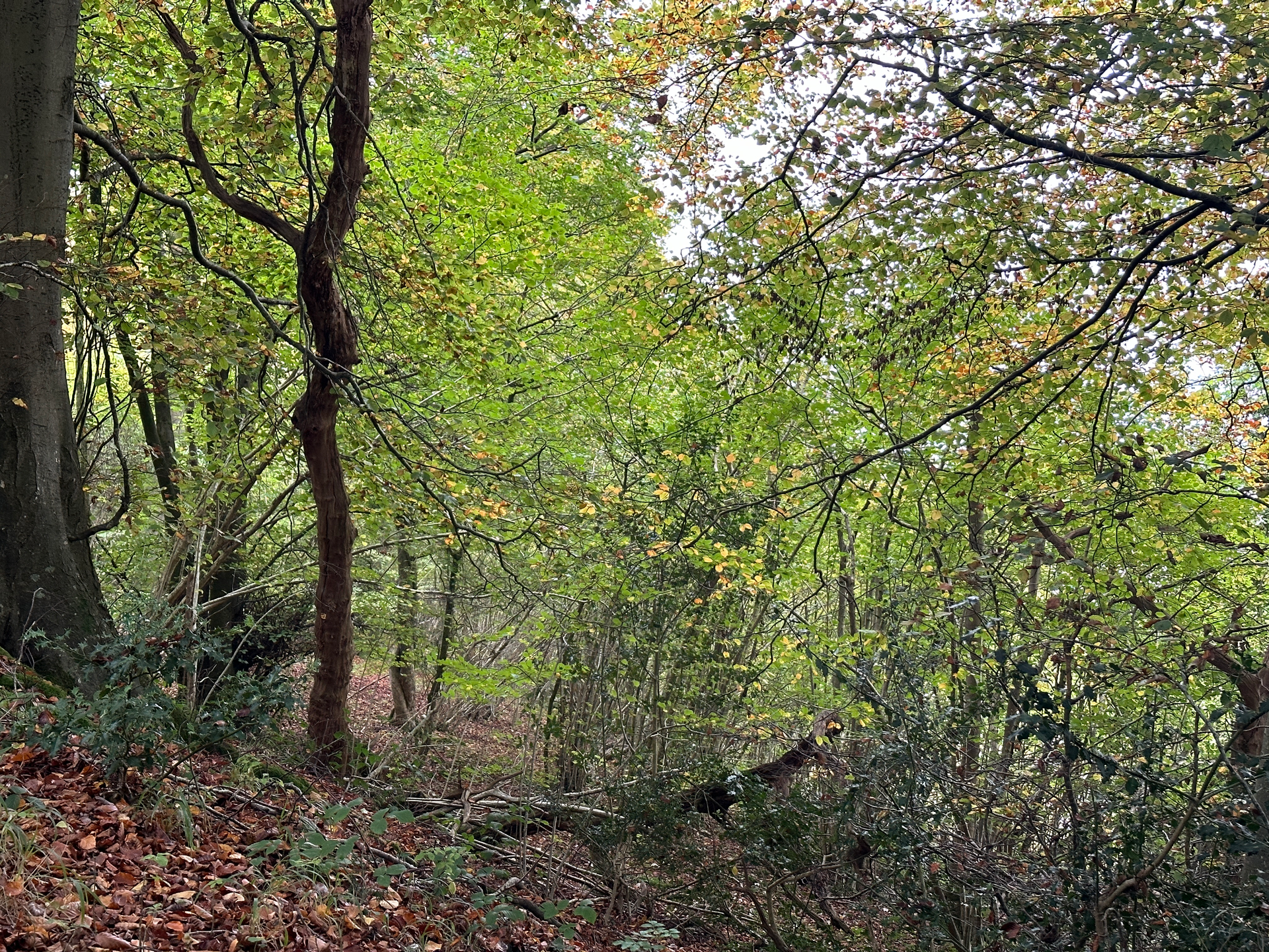 The Downs Landscape