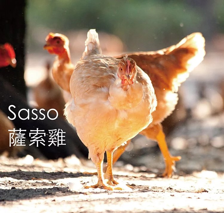 台企10萬棵桂花樹，為「紅標雞」打造了一片森林
