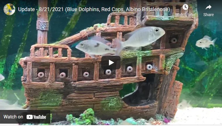 Portfolio Chibi Aquarium - High Quality Mobile Vintage Backgrounds | Free Download