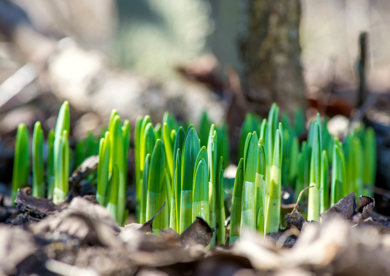 Green sprouts among leaves