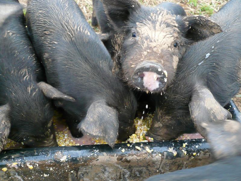 The Whole Hog Project: Piglet video from Hillspring's summer solstice ...