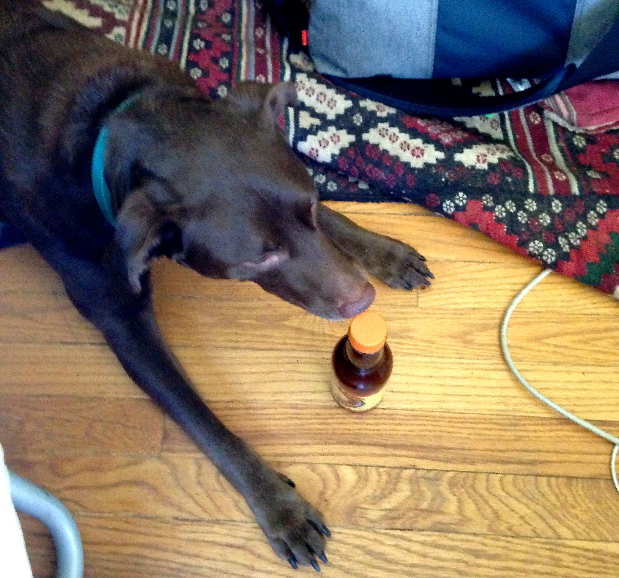 A dog drinks Bowser Beer for Dogs Chicago Reader