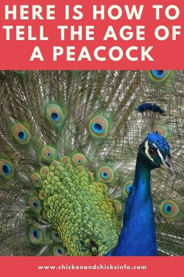 Peacock Life Expectancy Peacock Life Expectancy