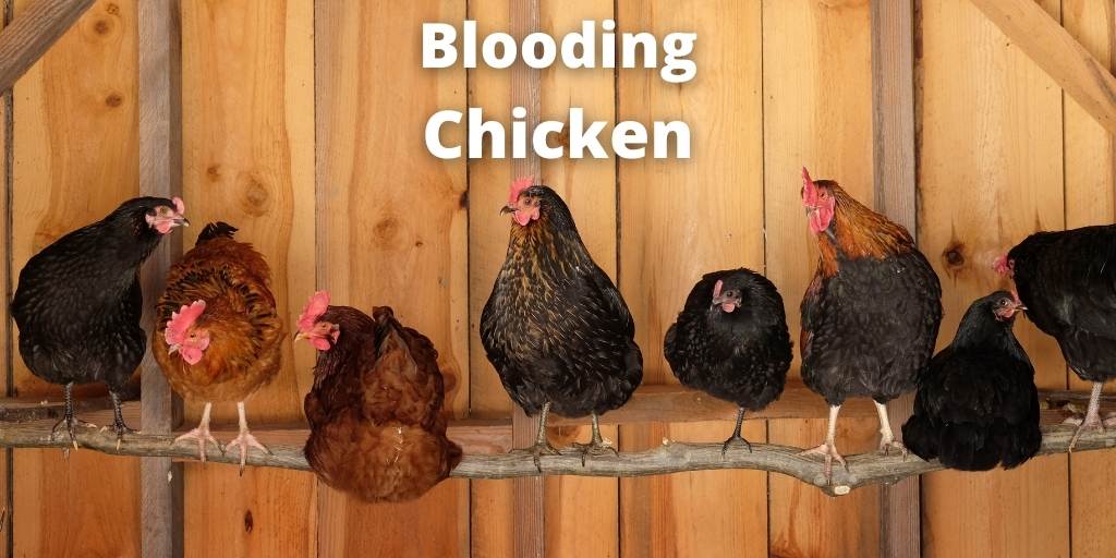 Chicken Roosting: Types, Need, Space, & DIY Ideas