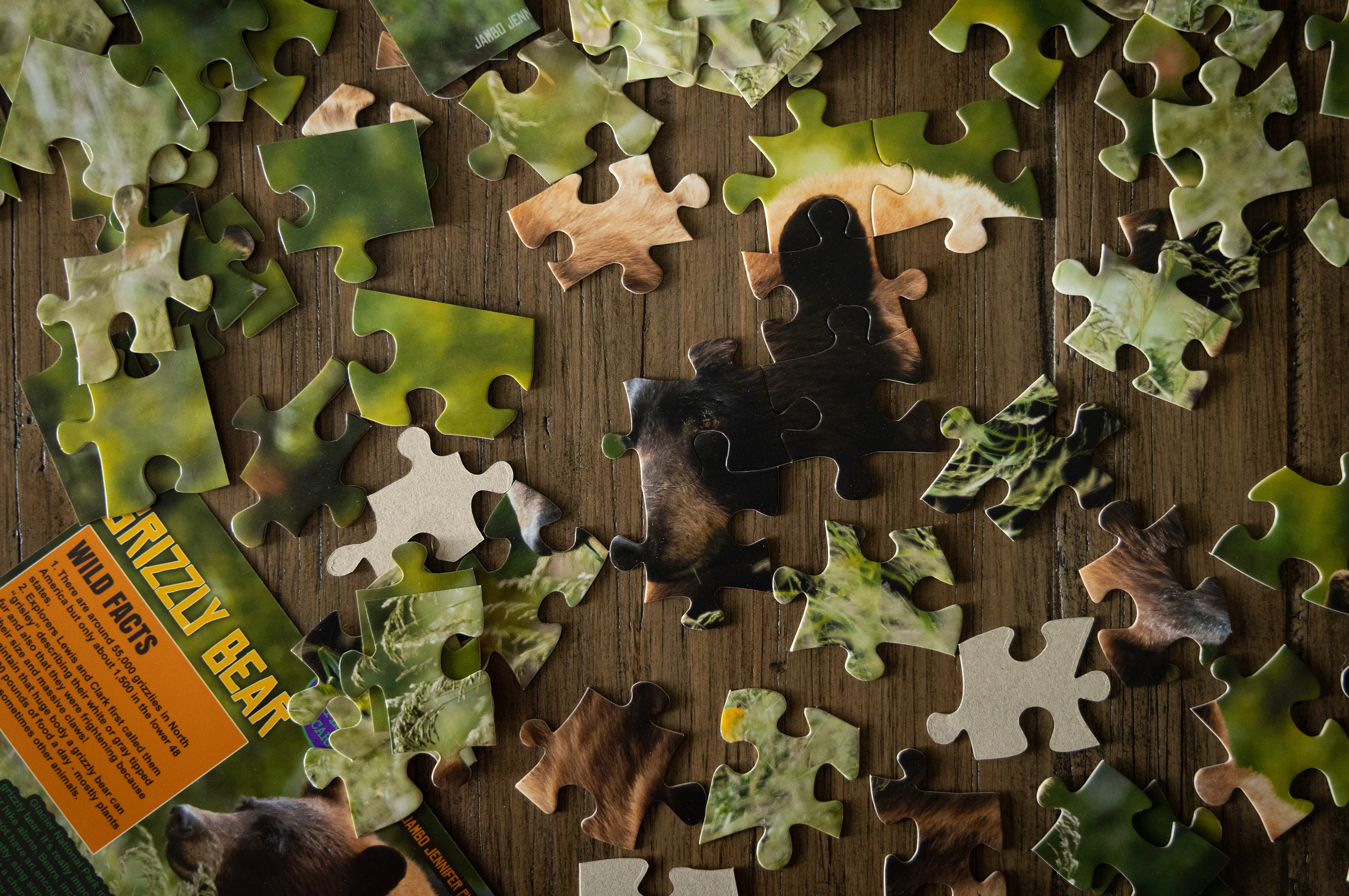 Montana Grizzly Bear Puzzle - 99 Pieces - Jennifer Hobbs