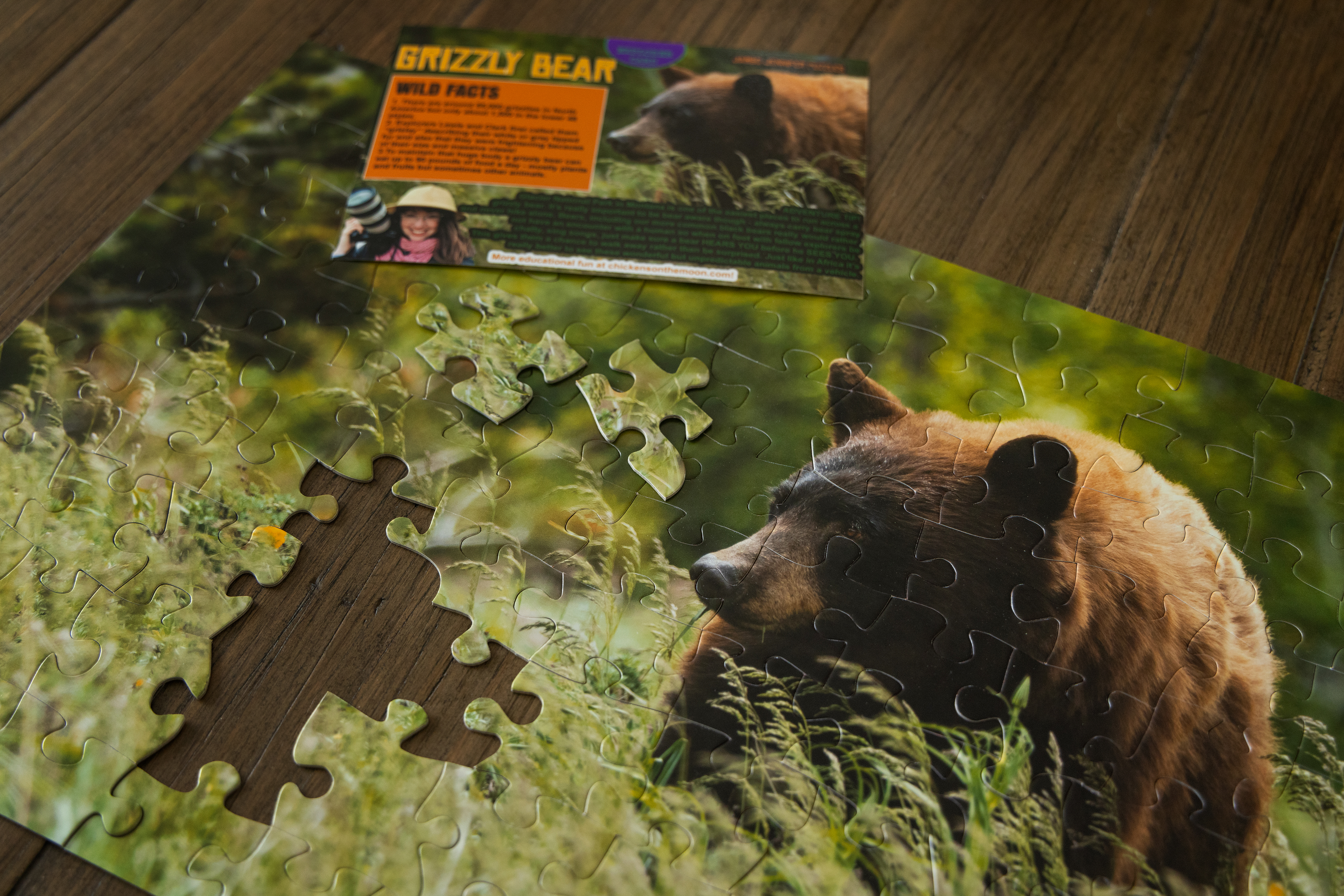 Montana Grizzly Bear Puzzle - 99 Pieces - Jennifer Hobbs