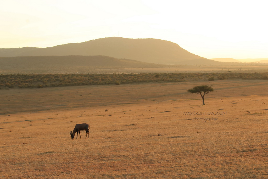 maasai mara,masterofthemoment,nature,photography