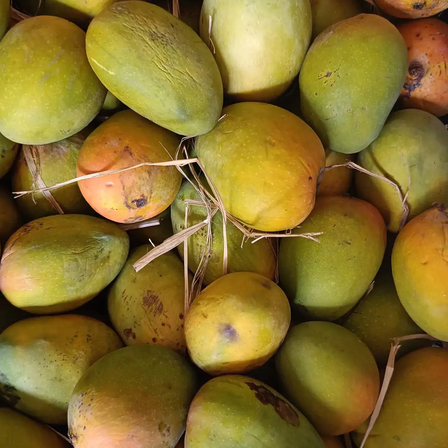 Mango
