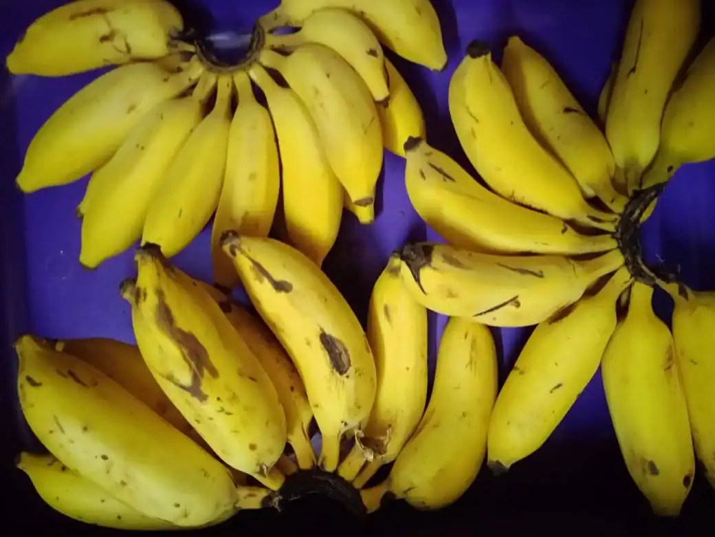 Banana – Yelakki