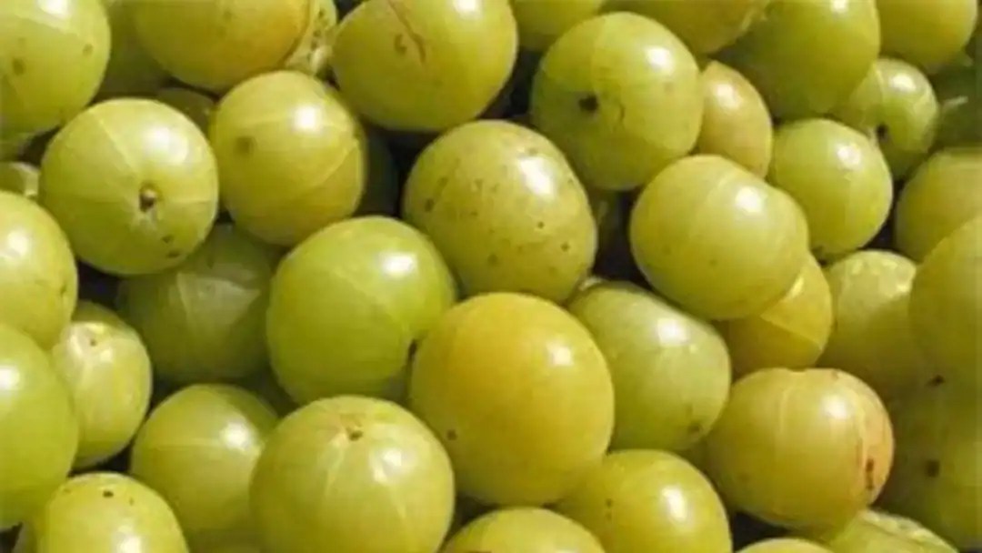 Gooseberries/Amla/Nellikayi