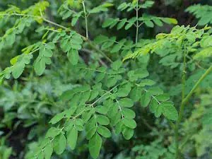 Drum Stick (Moriga) Leaves
