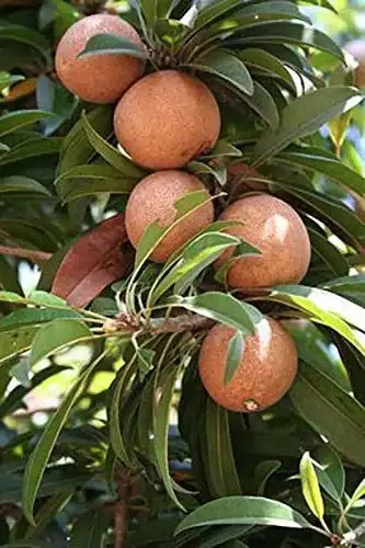 Sapota/Chikku