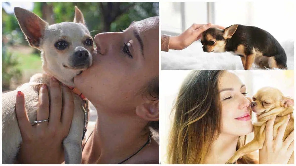 How To Calm a Dog Down | 7 Simple Steps
