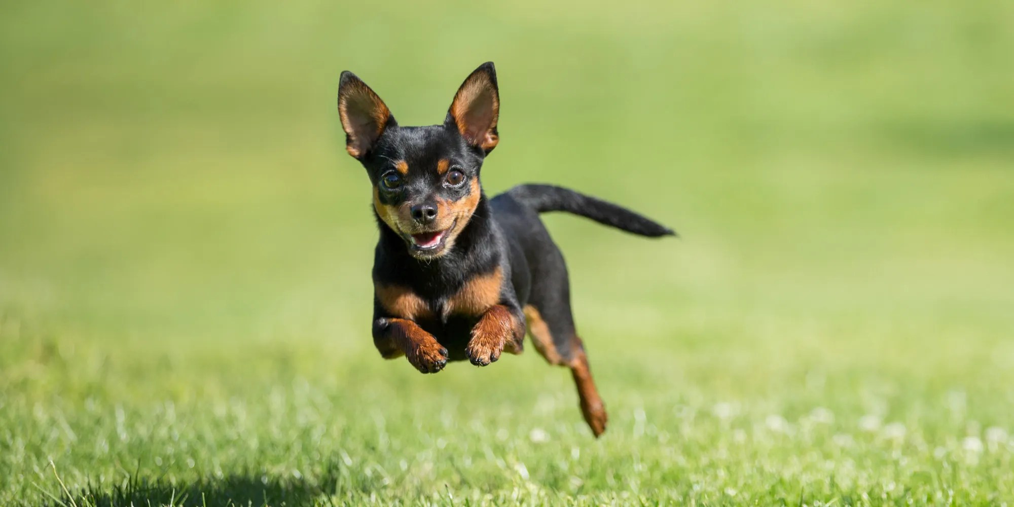 How Fast Can Chihuahuas Run? ( Faster Than You Think)