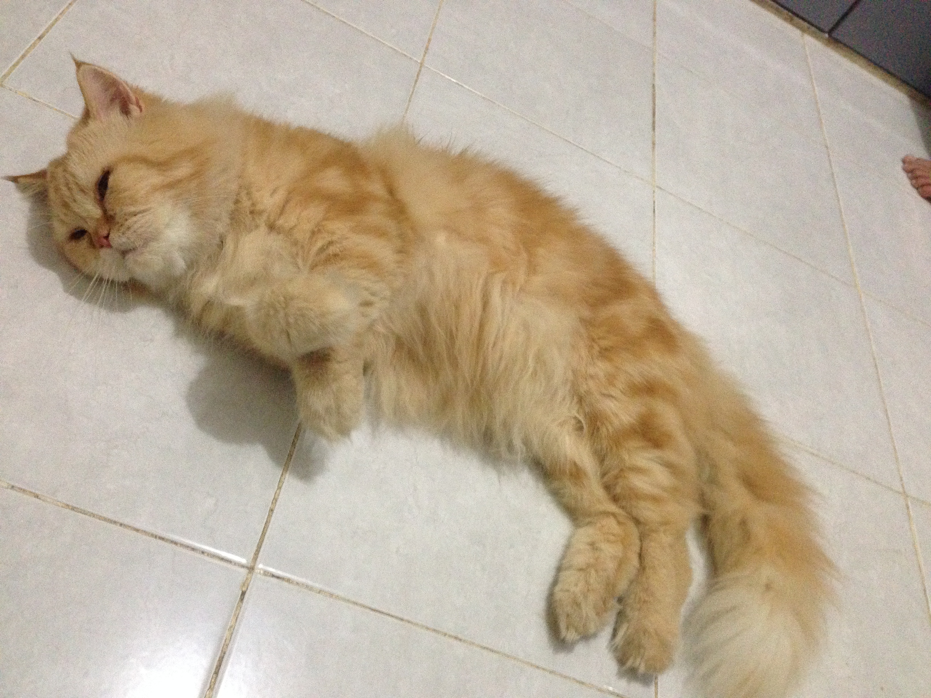 Download Gratis Gambar Lakukan Hal Ini Agar Kucingmu Betah Di Rumah Catlovers Id Terbaru oleh Lampunghits.com