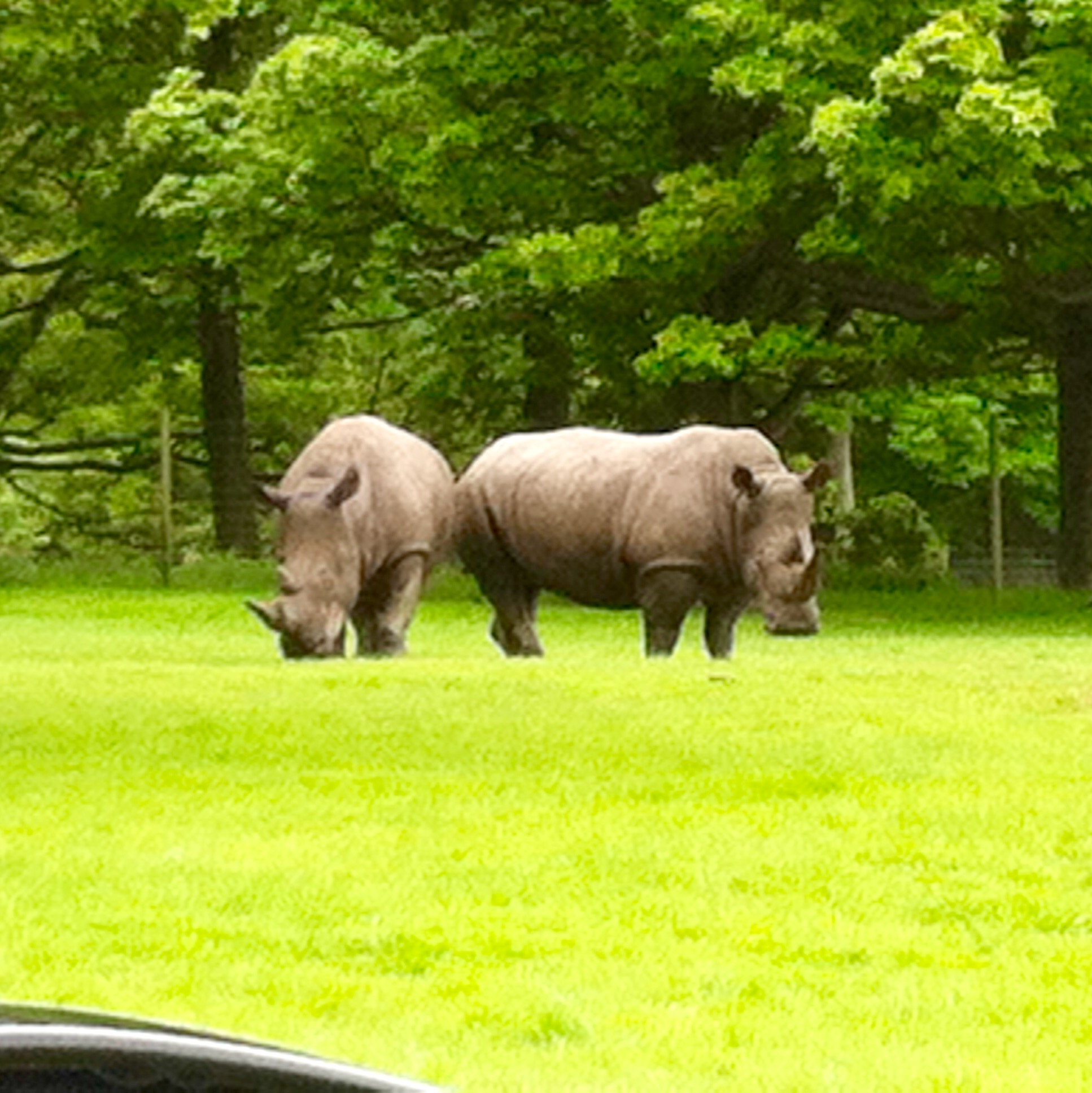 knowsley safari park or chester zoo