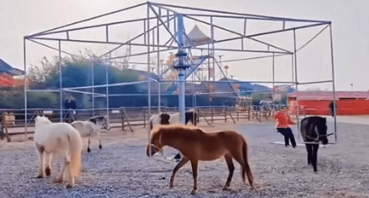 【中國】西安一景區「旋轉木馬」驚見活馬充當！ 被批虐待動物  項目已暫停