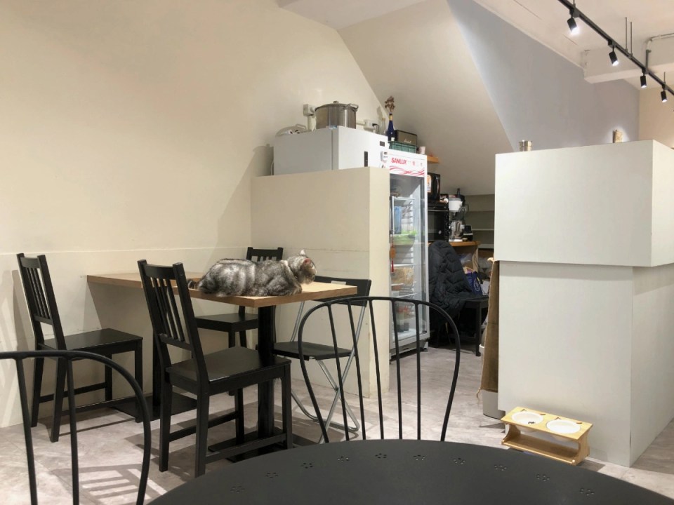 三重咖啡-木木咖啡-LIN-CAFE-貓咪咖啡廳-店內座位與店貓錢錢。