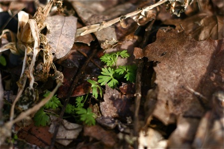 larkspur-in-spring