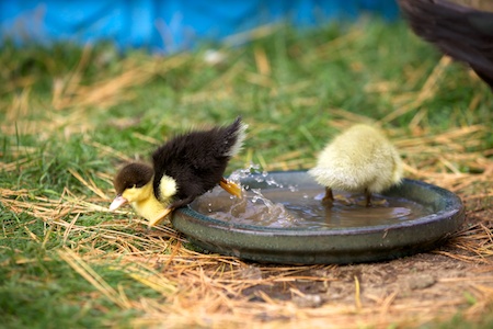 ducklings 2