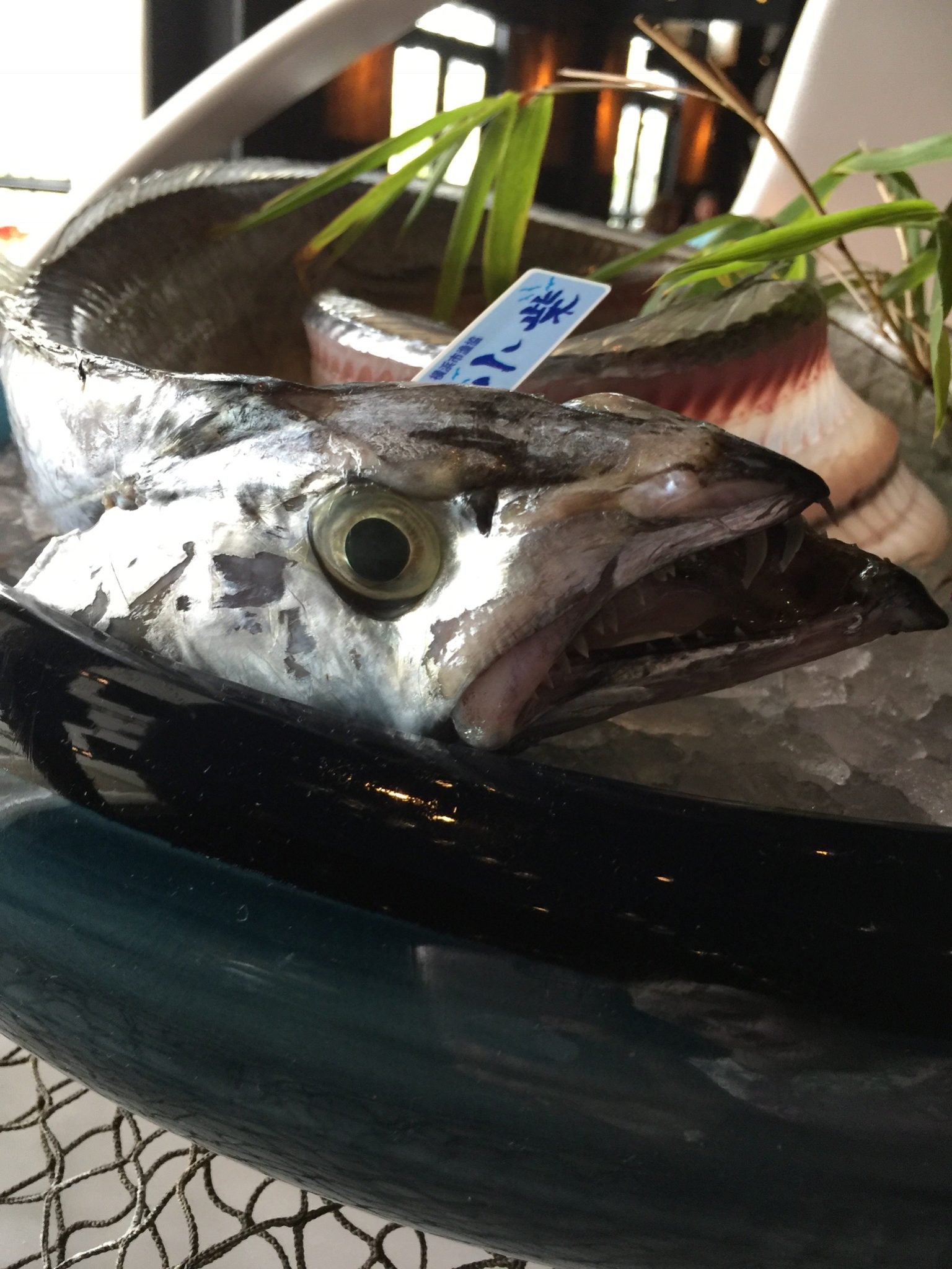 Tachiuo/Cutlas Fish