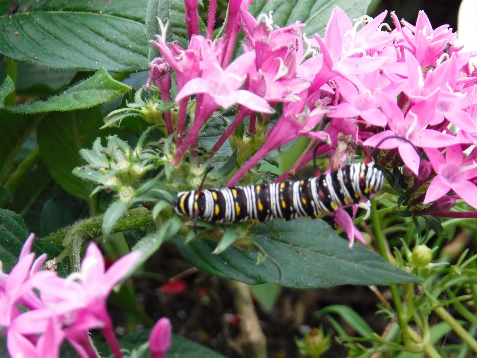 butterflyfg2