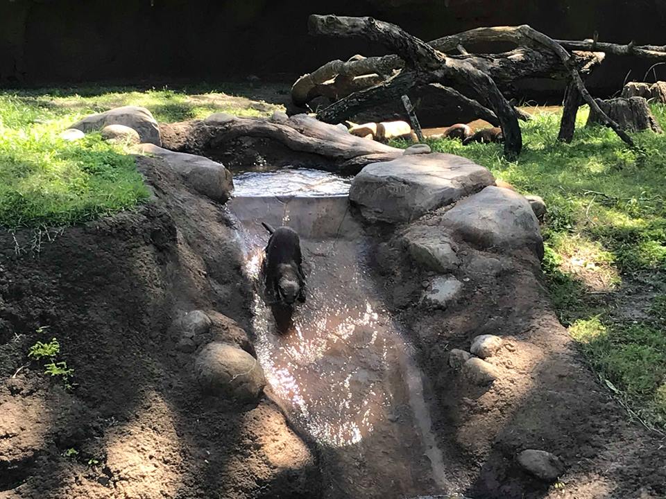 otter slide