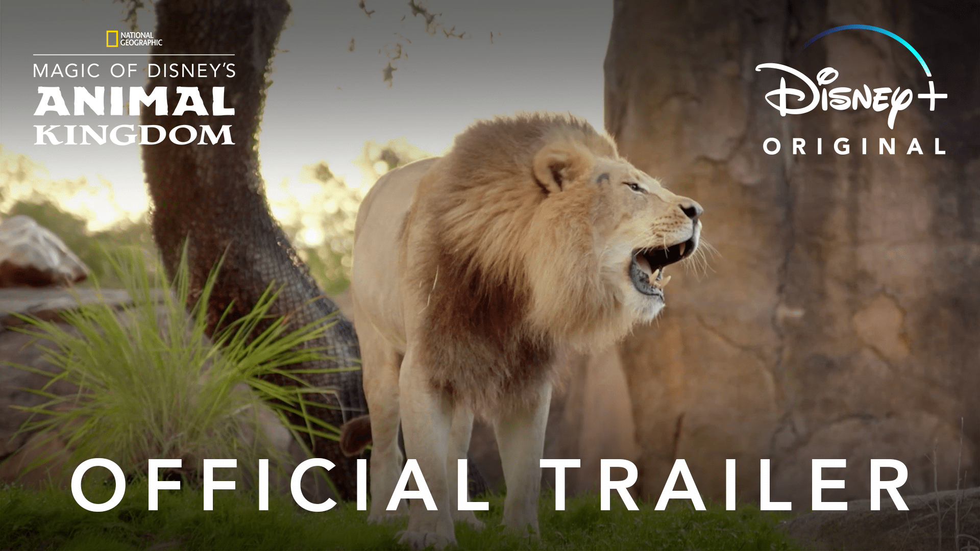 Official Trailer For "Magic of Disney’s Animal Kingdom" coming to