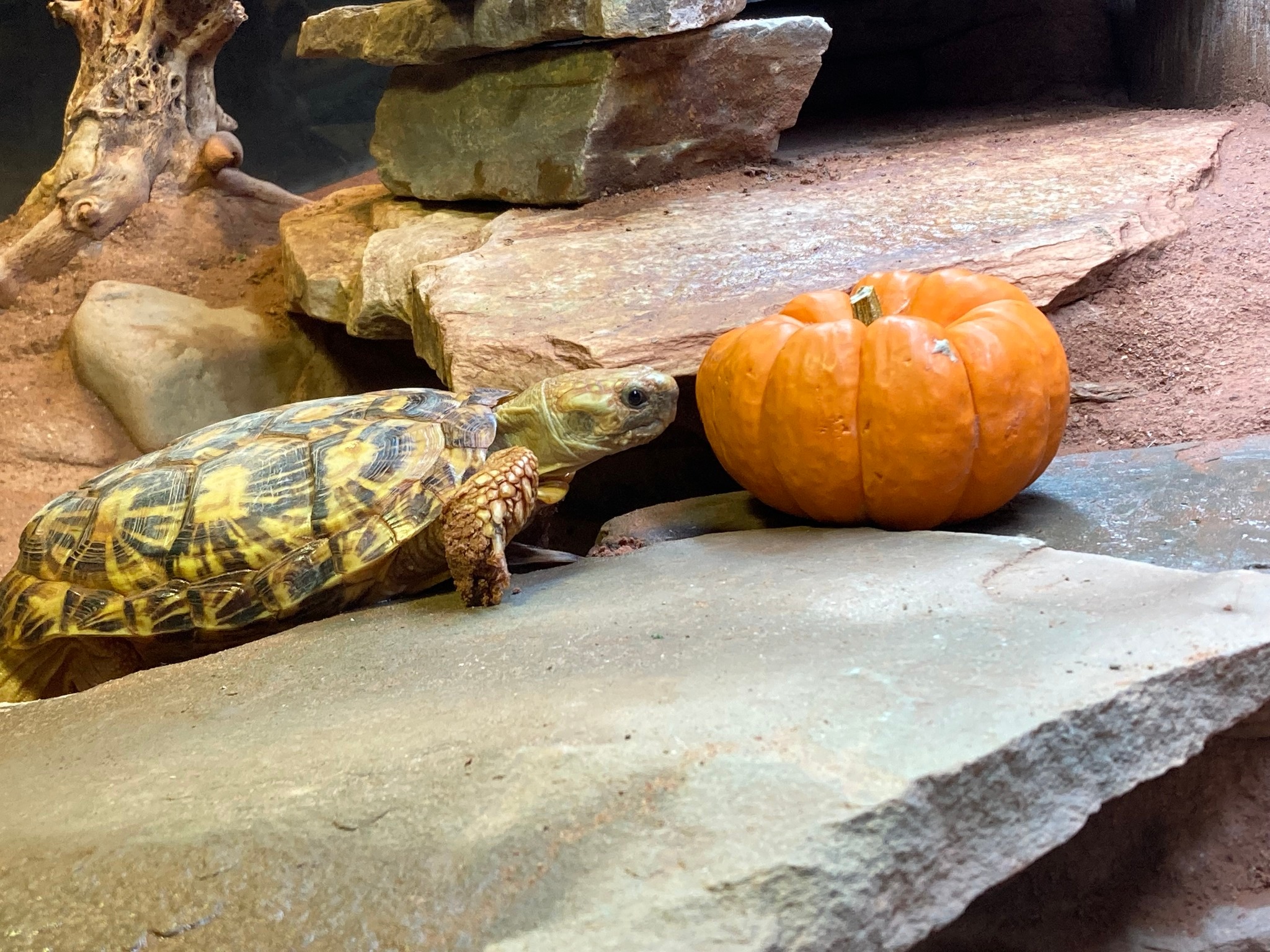 Turtle Tu turtle