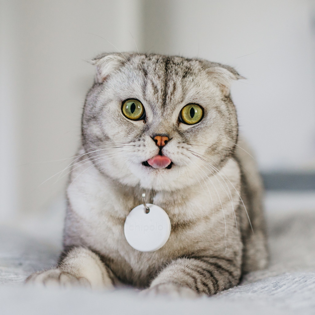 Cats Can Get Leukemia And It S Contagious Office For Science And Society Mcgill University