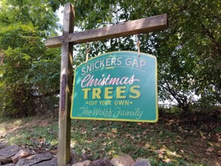 40,000 Christmas Trees to choose from