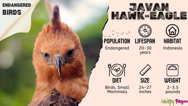 image and facts about javan hawk eagle population, lifespan, habitat, diet, size and weight which is among endangered big birds . its endangered, lives 20 to 30 years in Indonesia mostly, eats birds, small mammals, size is 24 to 27 inch, weight 2 to 3.5 pounds