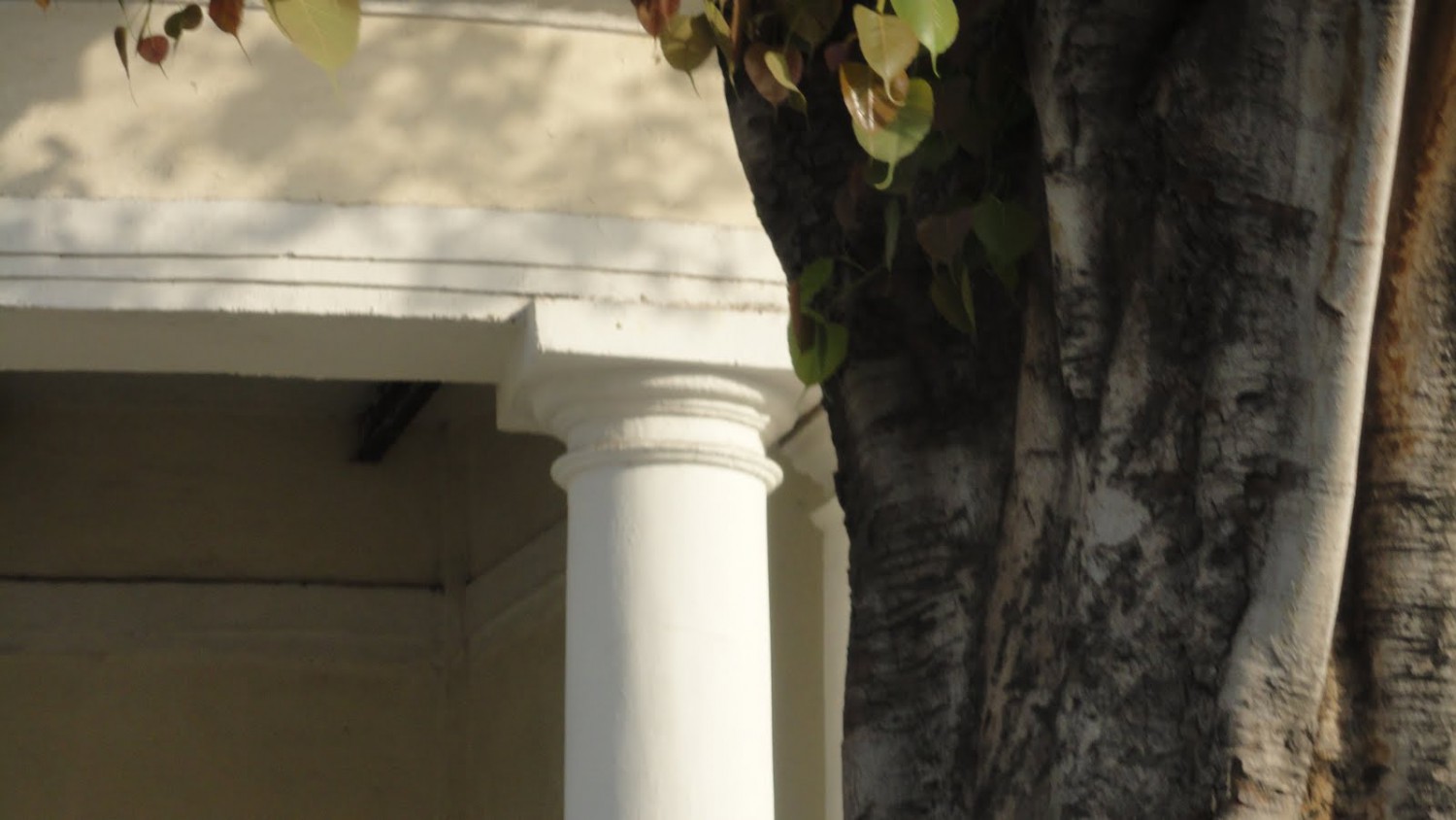cropped-delhi-spring-3.jpg