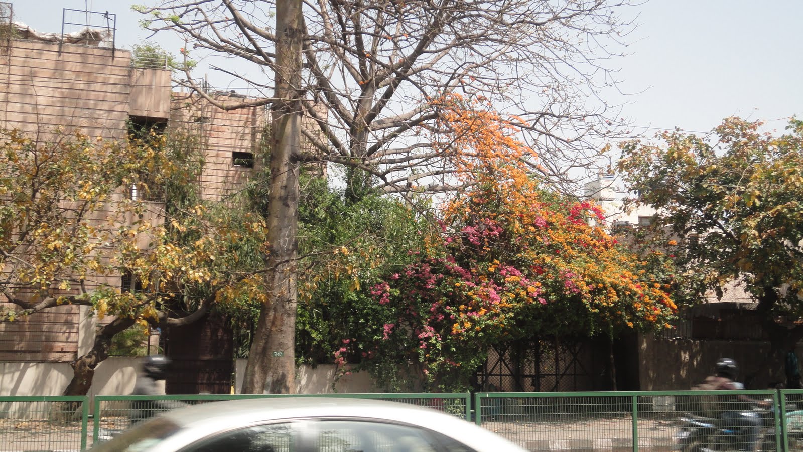 delhi spring (2)