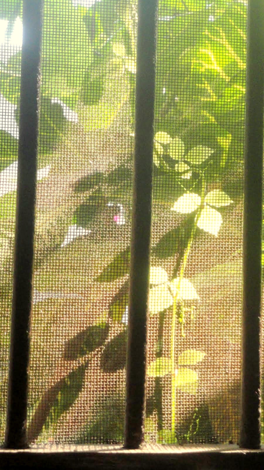 my window