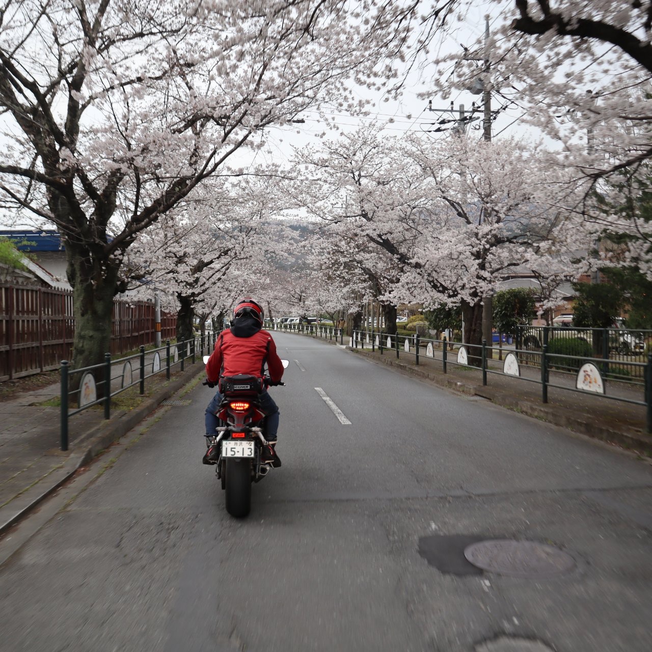 満開の長瀞・北桜通りを走るwith CBR650R