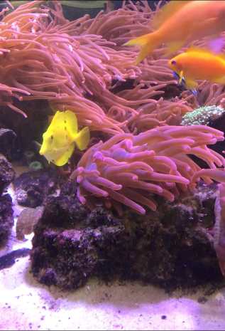 Substitute teaching can sometimes lead you to field trips to aquariums. Pictured is a yellow fish swimming in a tank.