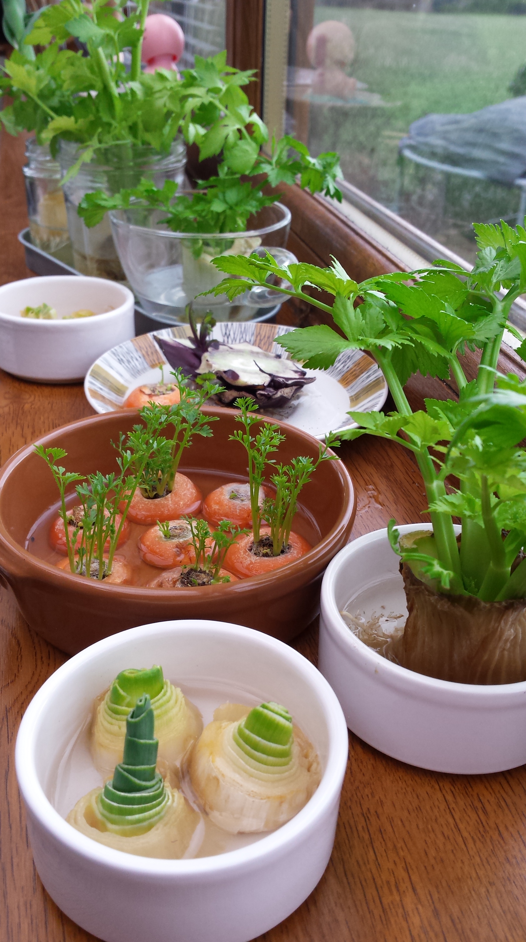 Carrot tops, celery, onions and leeks