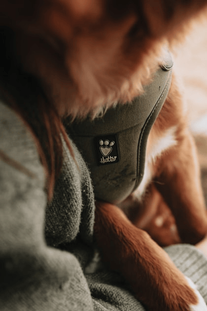 Caring for Giant Breed Pets: Essential Tips