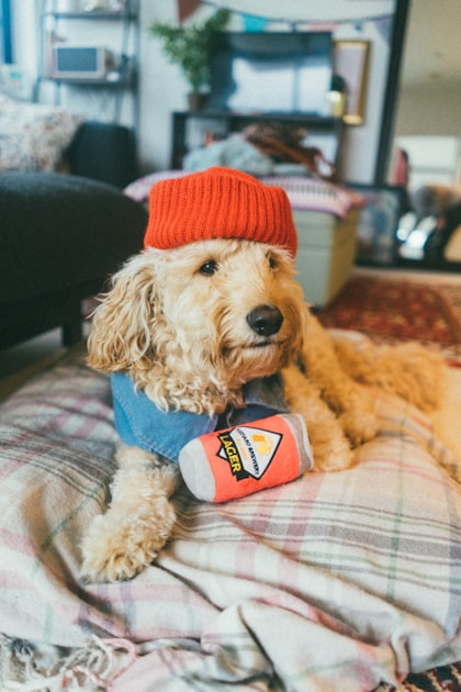 Top 5 Pet Accessories for Large Breeds