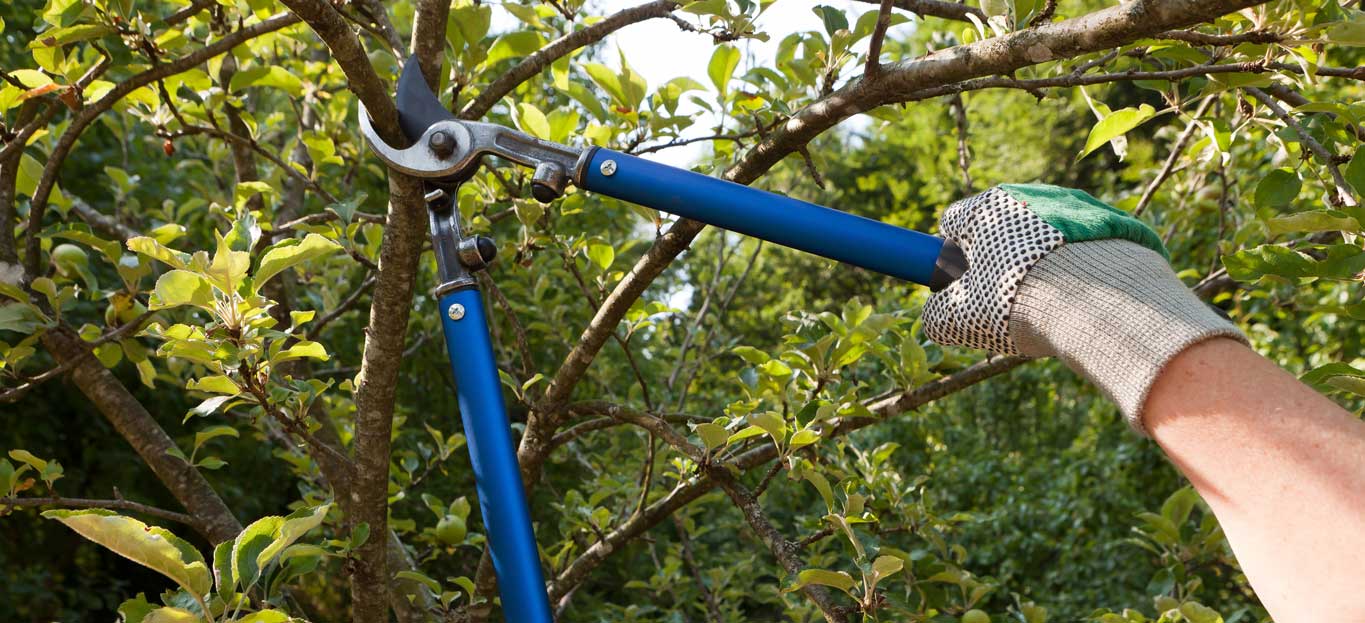Benefits of Pruning Your Trees Regularly