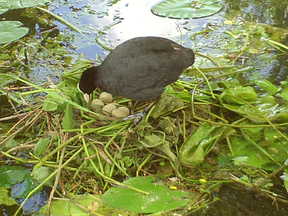 foulque