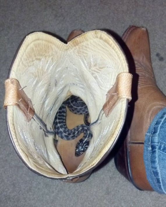 Il y a un serpent dans ma botte
