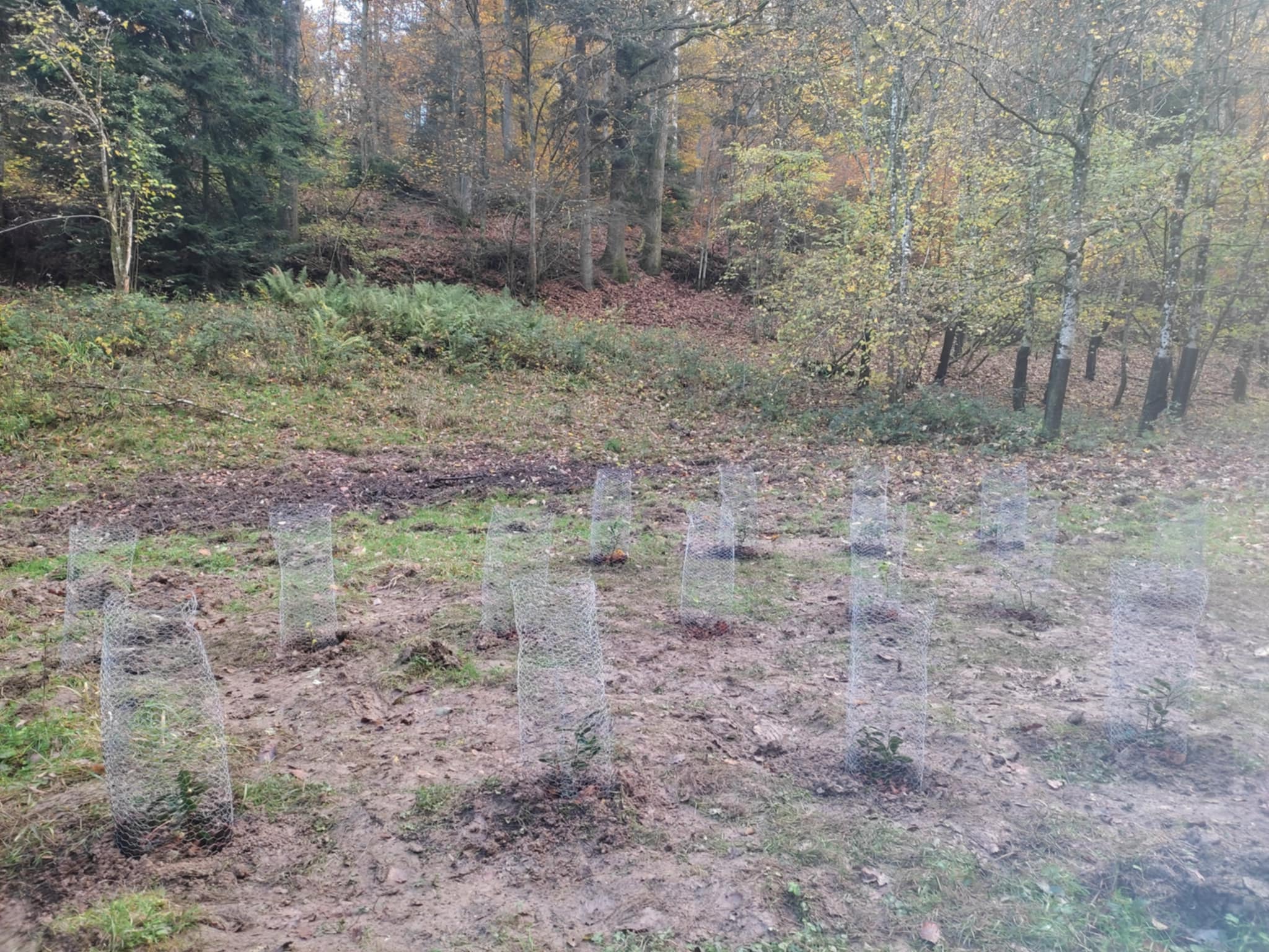 Plantation thé alsace