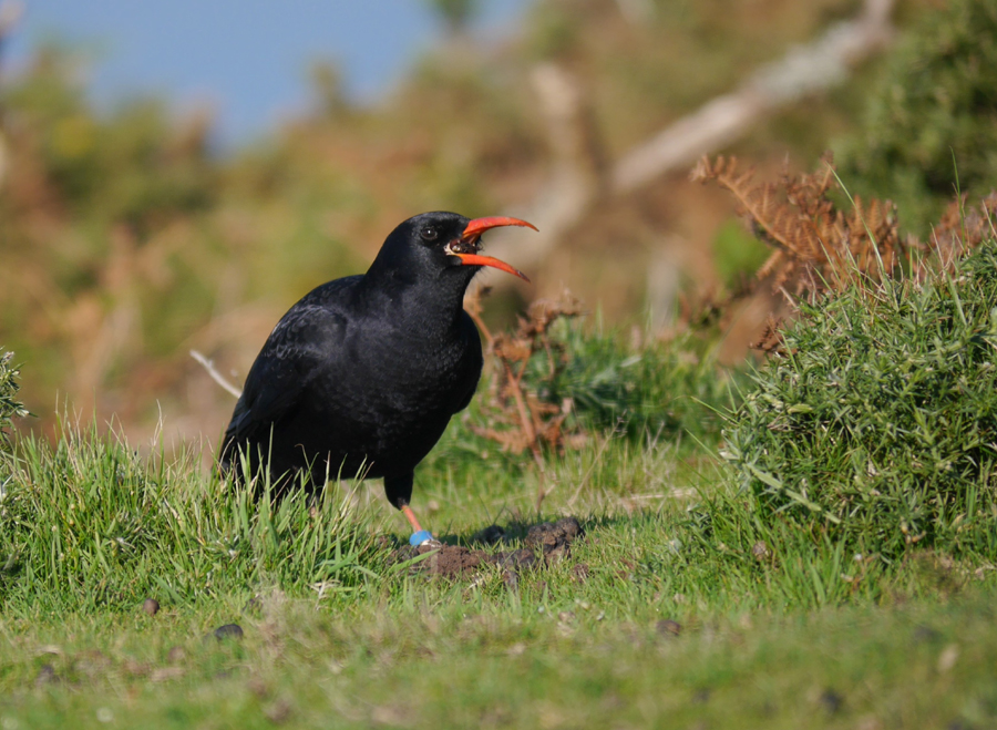 Chough making the most of a large beetle (Liz Corry)