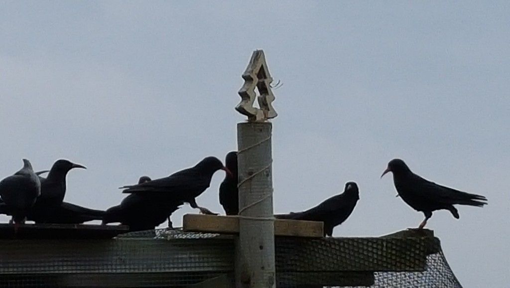 The Jersey choughs admiring their Christmas tree.